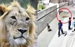 ببینید؛ حمله شیر به یک زن و چند کودک در پاکستان ببینید؛ حمله شیر به یک زن و چند کودک در پاکستان
