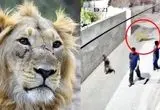 ببینید؛ حمله شیر به یک زن و چند کودک در پاکستان