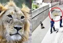 ببینید؛ حمله شیر به یک زن و چند کودک در پاکستان