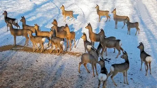 نجات ده‌ها آهو از دریاچه یخ‌زده در سیبری 