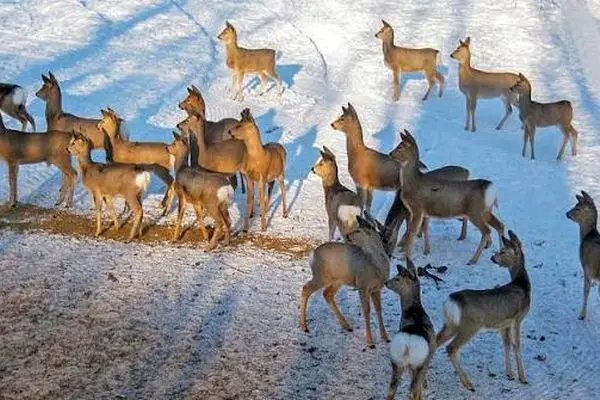 نجات ده‌ها آهو از دریاچه یخ‌زده در سیبری 