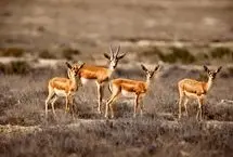 تلف شدن ۲۵ رأس آهو در پی حمله آمریکا به جزیره خارک