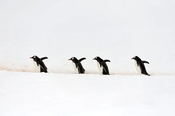 توقف کشتی در قطب برای عبور امن پنگوئن‌ها