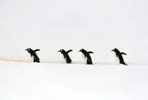 توقف کشتی در قطب برای عبور امن پنگوئن‌ها