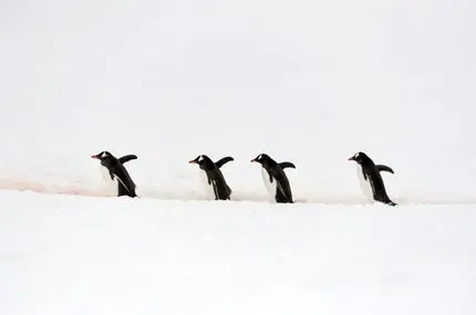 توقف کشتی در قطب برای عبور امن پنگوئن‌ها