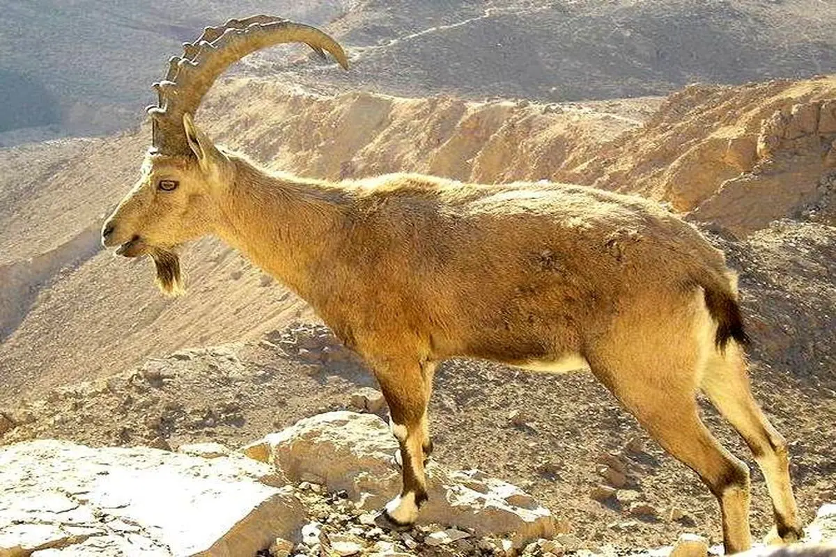 ببینید؛ قطع مچ پای یک بز کوهی در تله شکارچیان