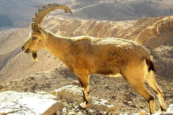 ببینید؛ قطع مچ پای یک بز کوهی در تله شکارچیان