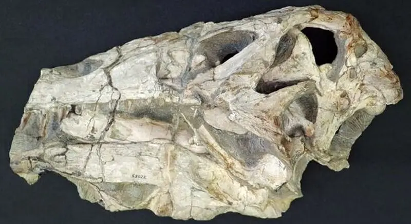 جمجمه