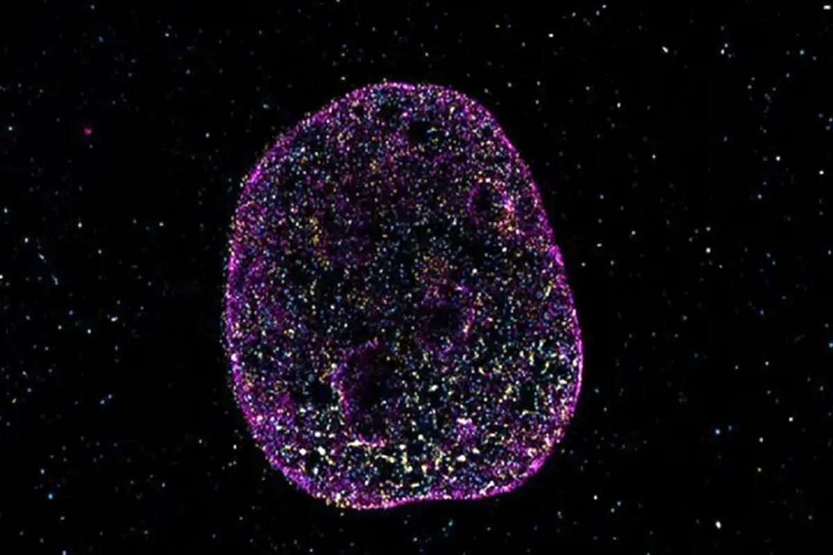 زبان دوم حیات کشف شد