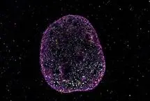 زبان دوم حیات کشف شد