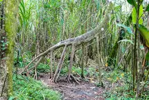 نخل رونده، درختی که راه می رود 