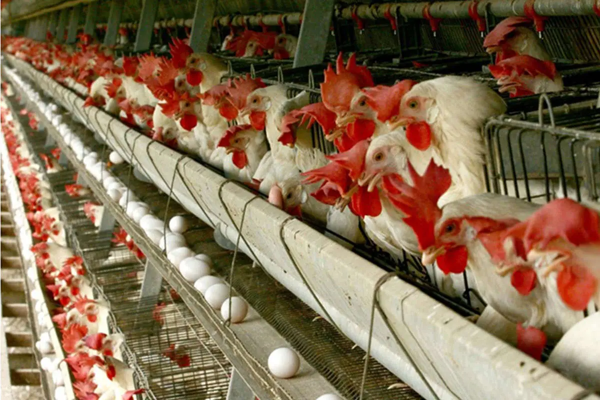 مرغداری‌ها آب مردم را بلعیدند؛ فریاد بی‌پاسخ روستاهای گیلان
