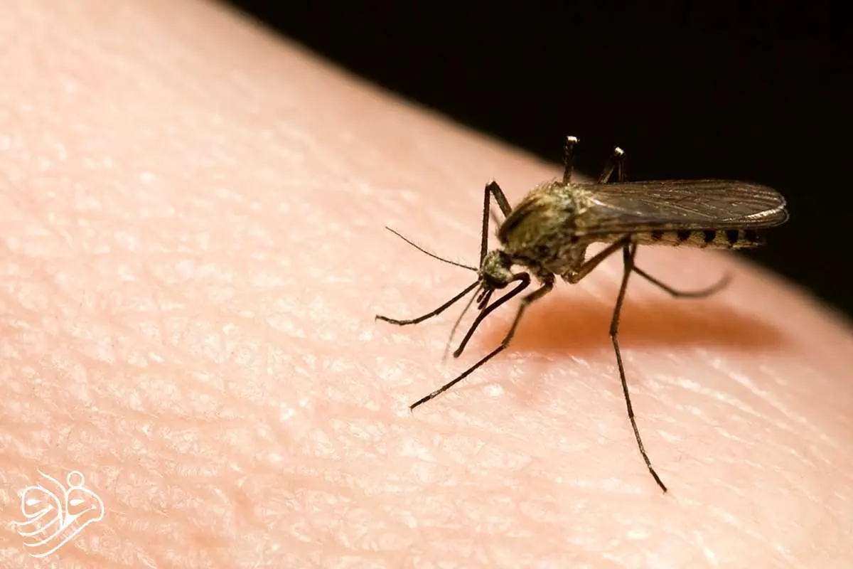 پشه‌ها به تنها کشور بی‌پشه دنیا حمله کردند!