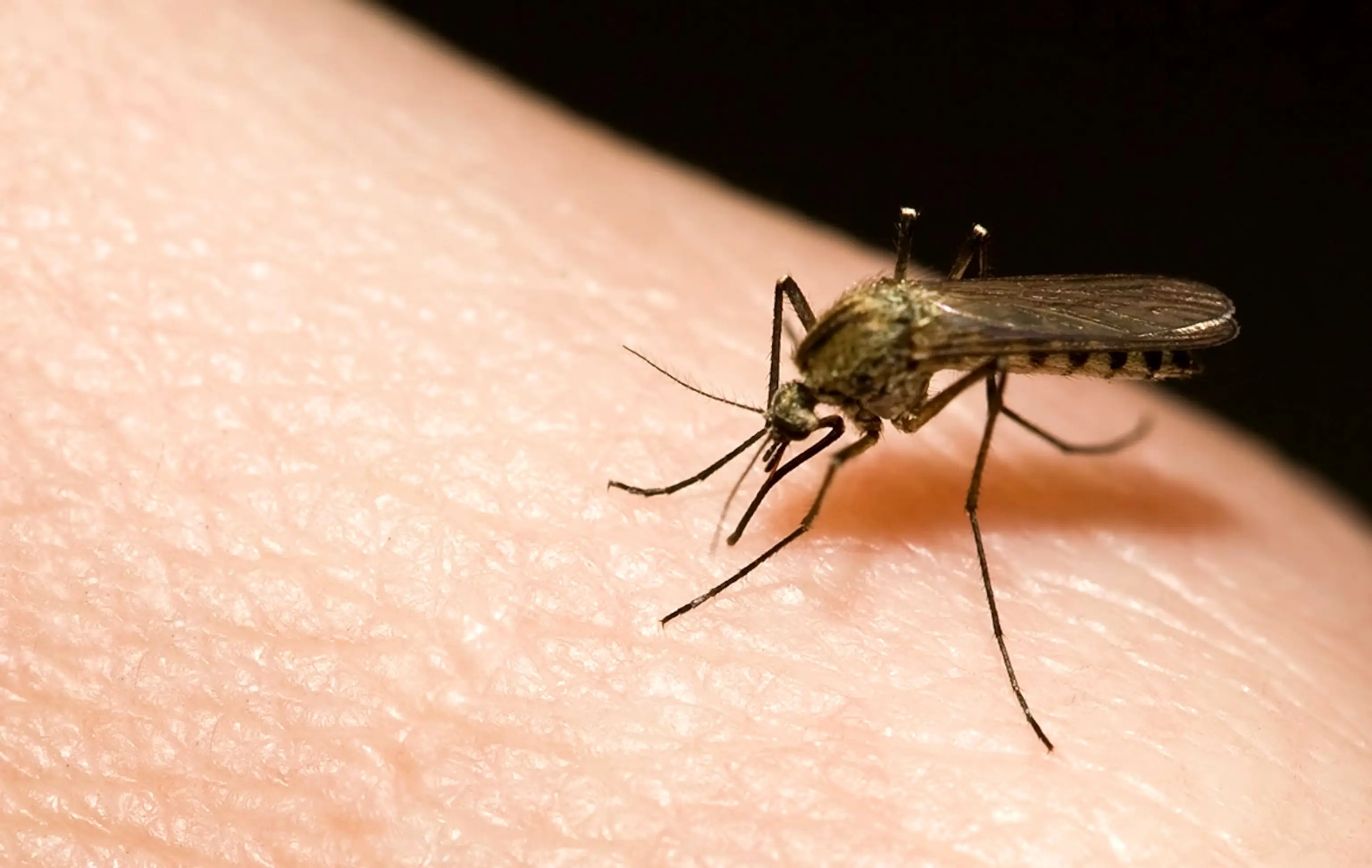 پشه‌ها به تنها کشور بی‌پشه دنیا حمله کردند!