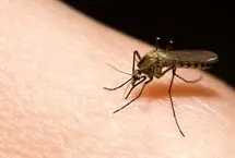 پشه‌ها به تنها کشور بی‌پشه دنیا حمله کردند!