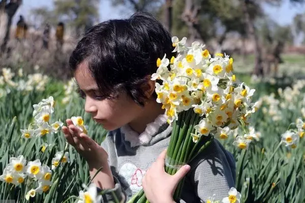 تصاویر؛ جشنواره گل نرگس کازرون
