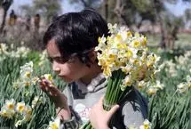 تصاویر؛ جشنواره گل نرگس کازرون