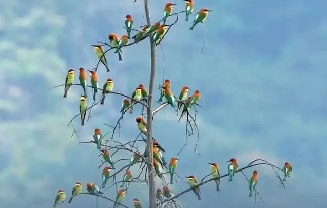 گردهمایی رنگارنگ زنبورخوارها