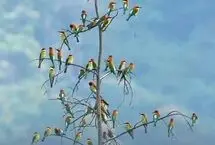 گردهمایی رنگارنگ زنبورخوارها