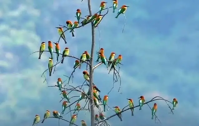 گردهمایی رنگارنگ زنبورخوارها