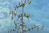 گردهمایی رنگارنگ زنبورخوارها