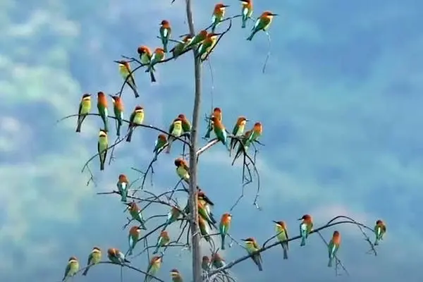 گردهمایی رنگارنگ زنبورخوارها
