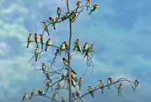 گردهمایی رنگارنگ زنبورخوارها