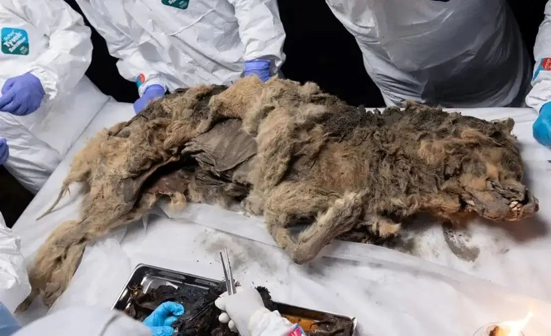 توله گرگ ۱۴ هزار ساله‌ای که آخرین وعدۀ غذایش «کرگدن پشمالو» بود
