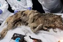 توله گرگ ۱۴ هزار ساله‌ای که آخرین وعدۀ غذایش «کرگدن پشمالو» بود
