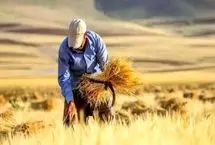 ۲۰ هزار میلیارد تومان به حساب گندم‌کاران واریز شد