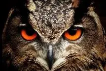 شکار شبانه؛ شاه‌بوف اوراسیایی در تاریکی مطلق لک‌لک را ربود