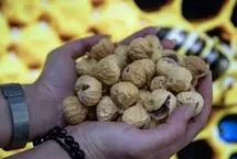 تصاویر؛ بزرگترین انجیرستان دیم جهان
