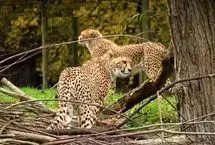 ببینید؛ دو یوزپلنگ نادر به باغ‌وحش چستر رسیدند
