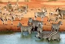 سفری به قلب آفریقا؛ کنیا، اوگاندا و تانزانیا
