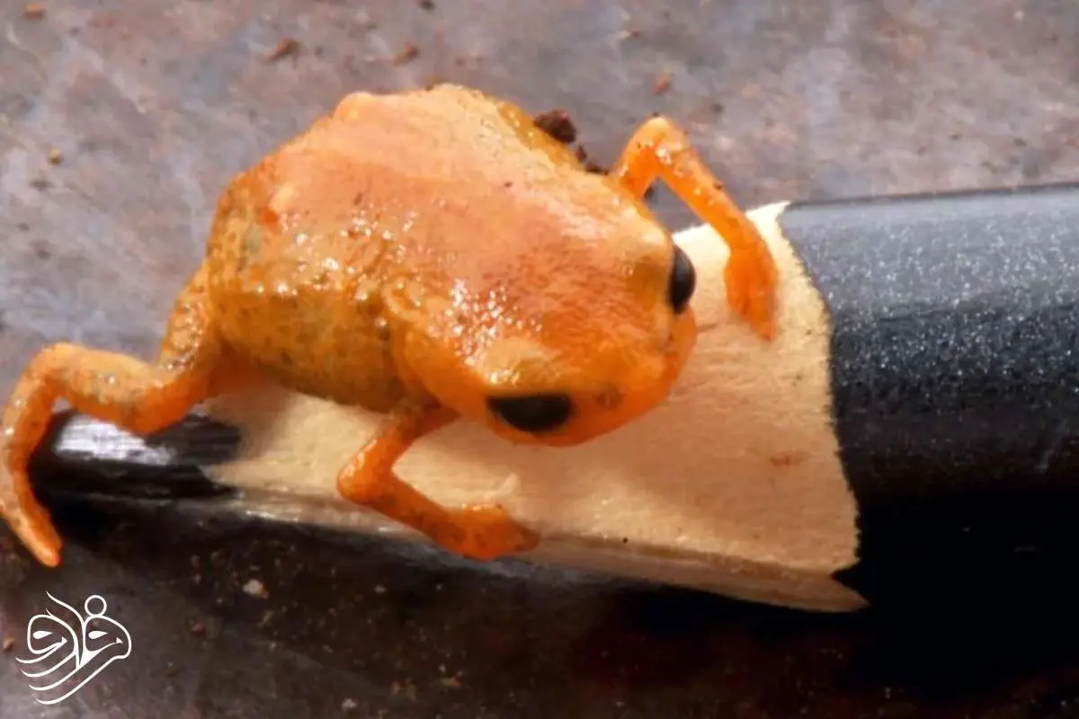 کشف قورباغه‌ای مینیاتوری به اندازه نوک مداد!