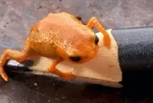 کشف قورباغه‌ای مینیاتوری به اندازه نوک مداد!