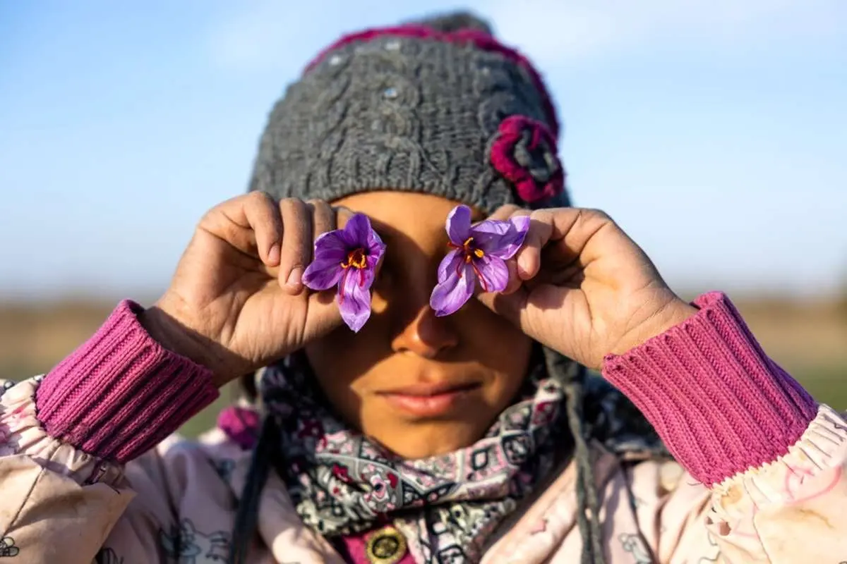 تصاویر؛ طلوع بنفشِ زعفران 