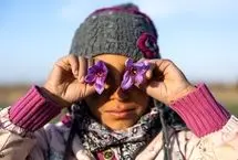 تصاویر؛ طلوع بنفشِ زعفران 