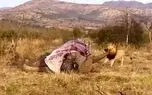 ببینید؛ تلاش عجیب شیر نر برای کشیدن فیل عظیمالجثه از خرطوم! ببینید؛ تلاش عجیب شیر نر برای کشیدن فیل عظیمالجثه از خرطوم!