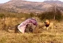 ببینید؛ تلاش عجیب شیر نر برای کشیدن فیل عظیم‌الجثه از خرطوم!