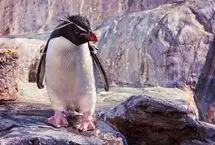 ببینید؛ شادی کودکانه یک پنگوئن با حباب‌ها