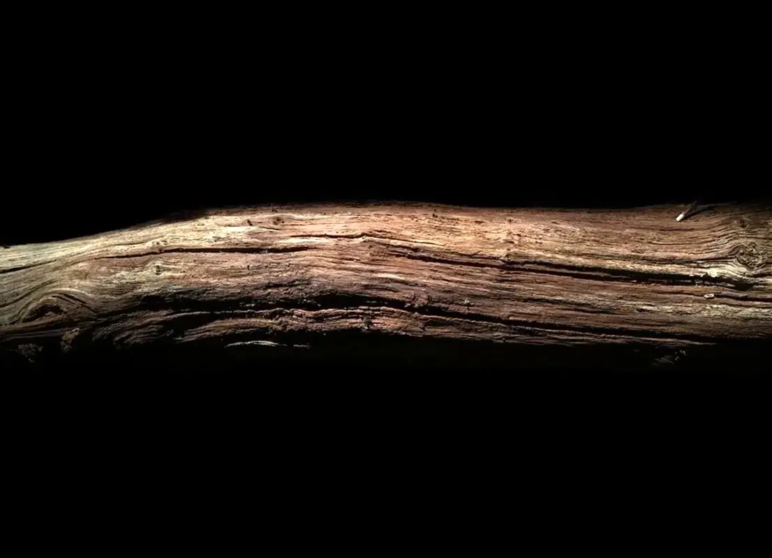 تکه چوبی که 430 هزار سال قبل به دست انسان تراشیده شد