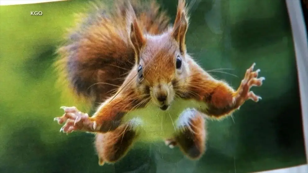 ببینید؛ حمله جسورانه سنجاب به یک خرس!