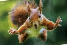 ببینید؛ حمله جسورانه سنجاب به یک خرس!