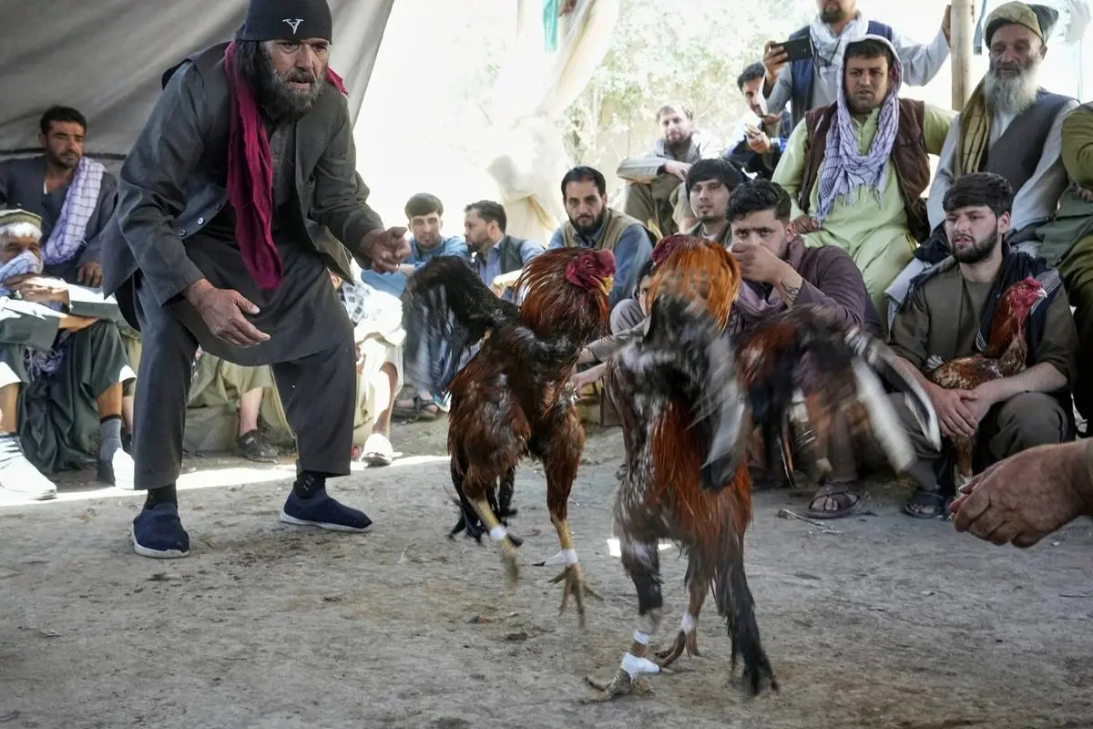 گالری