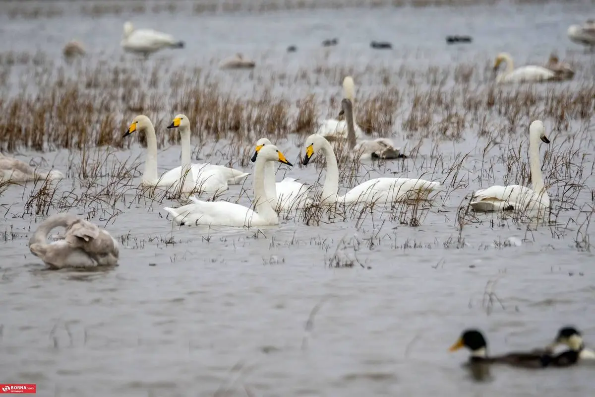 تصاویر؛ سرخرود مازندران میزبان قو‌های آوازخوان 5