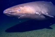 ثبت نخستین تصویر از کوسه در اقیانوس جنوبگان