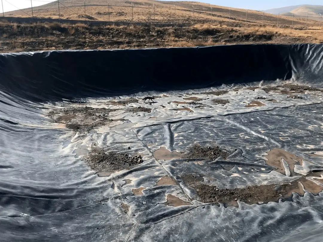 نجات روباه گرفتار در استخر ذخیره آب در خلخال