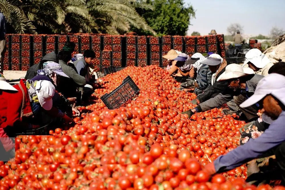 تصاویر؛ قطب تولید گوجه‌فرنگی خارج از فصل کشور