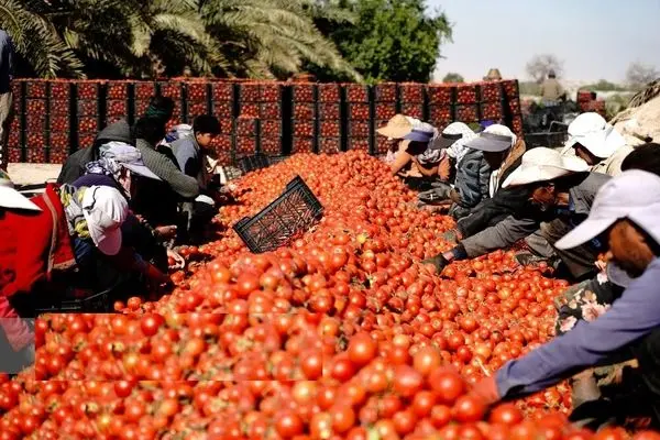 تصاویر؛ قطب تولید گوجه‌فرنگی خارج از فصل کشور